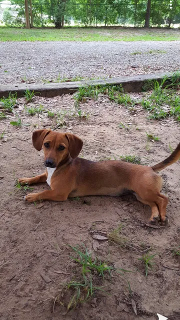 Lost dog in Eight Mile, AL, 36613