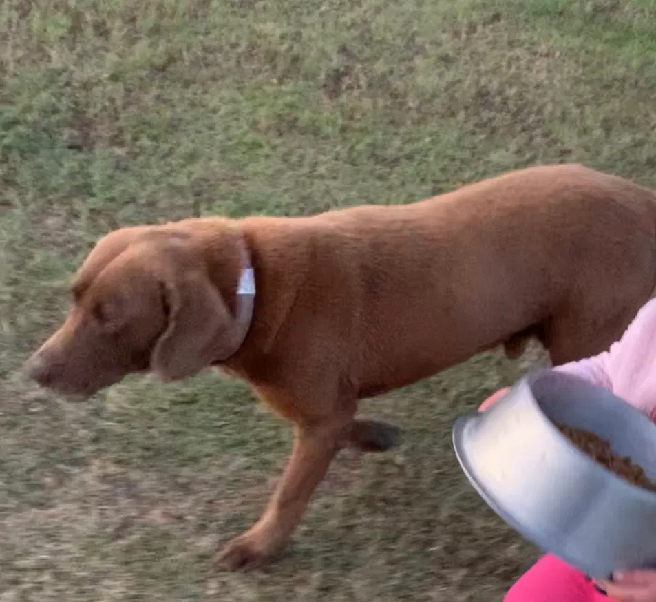 Lost dog in Duson, LA, 70529