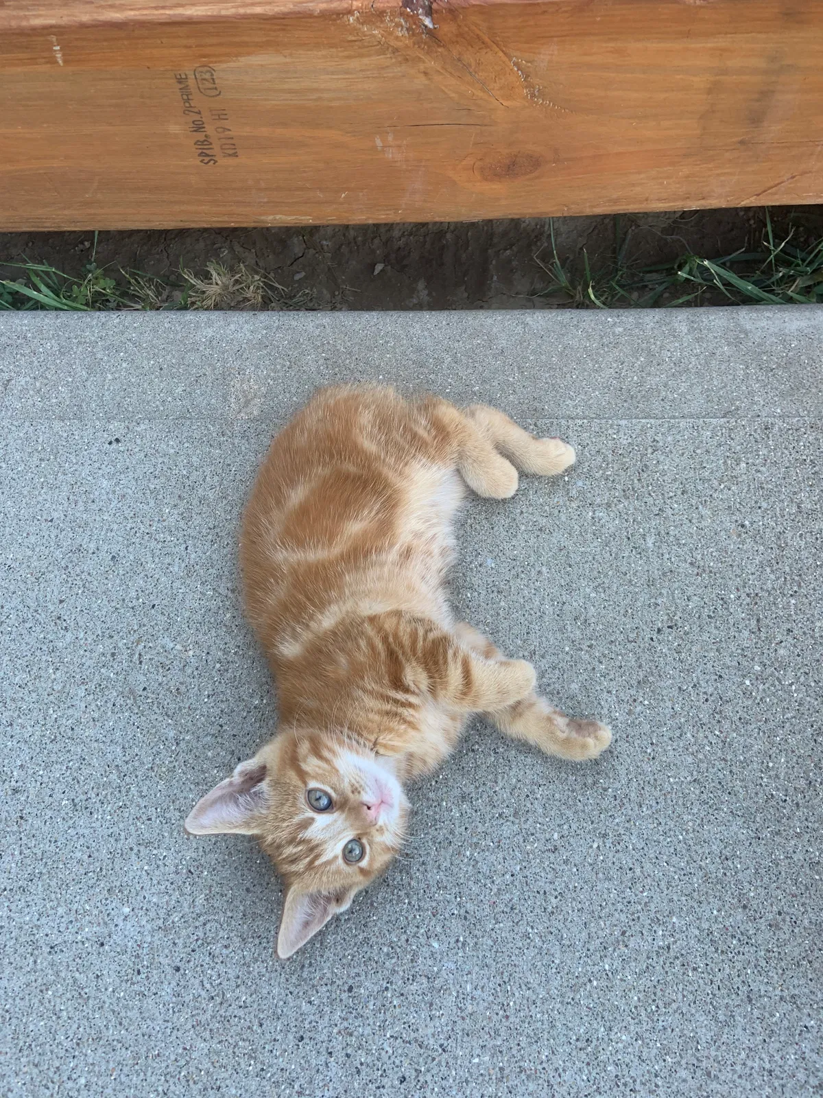 Lost cat in Richmond, KY, 40475