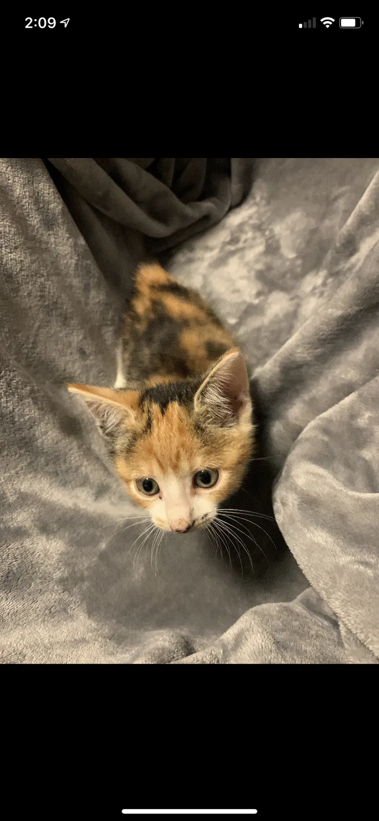 Lost cat in Richmond, KY, 40475