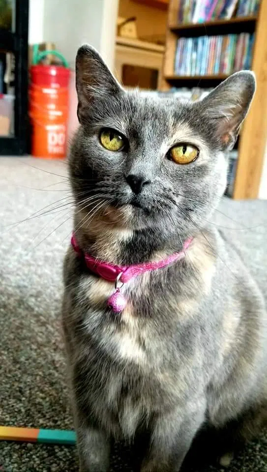 Lost cat in Portage, MI, 49024