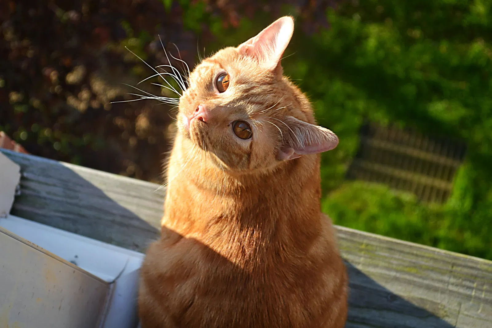 Lost cat in Johnson City, TN, 37604