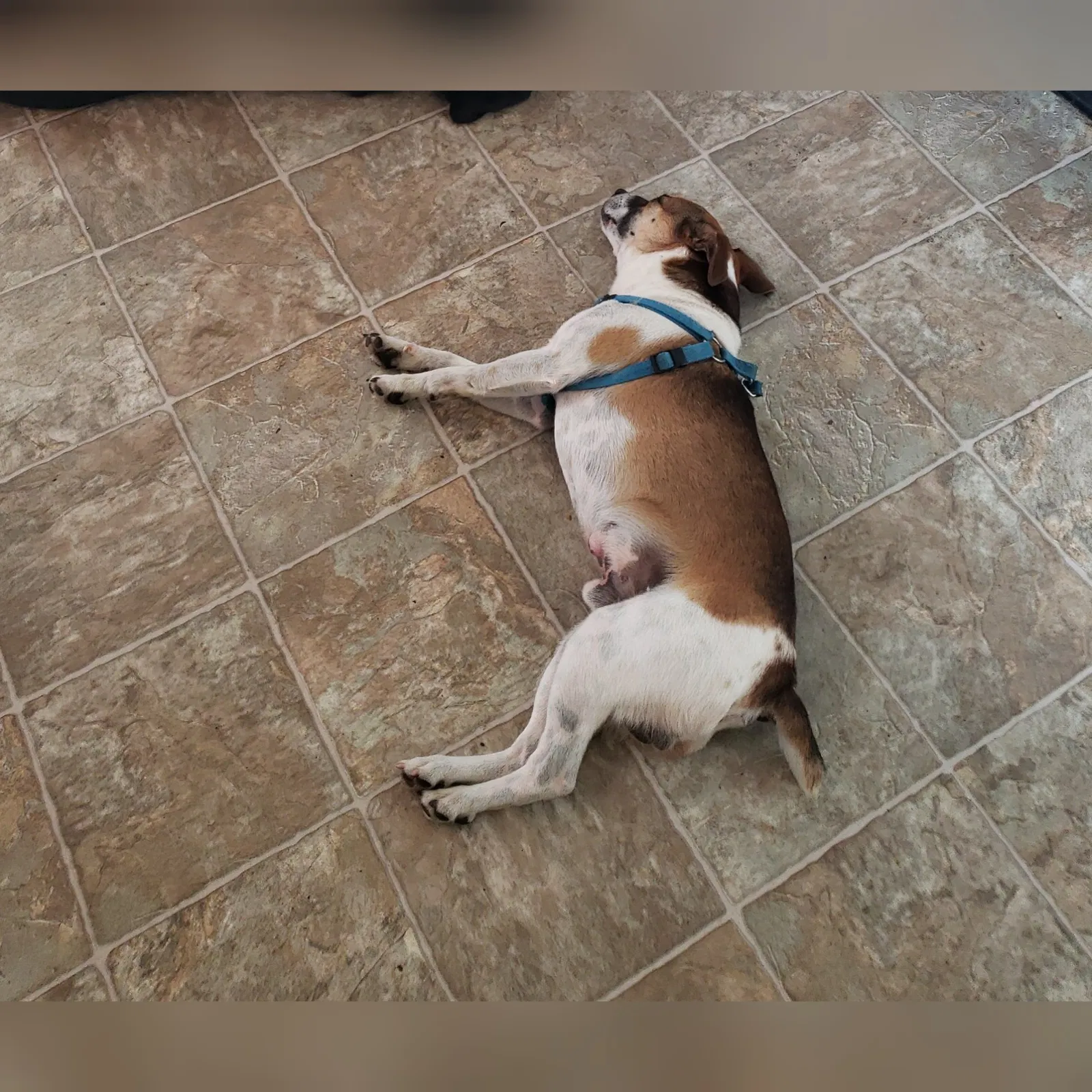 Lost dog in Waynesboro, PA, 17268