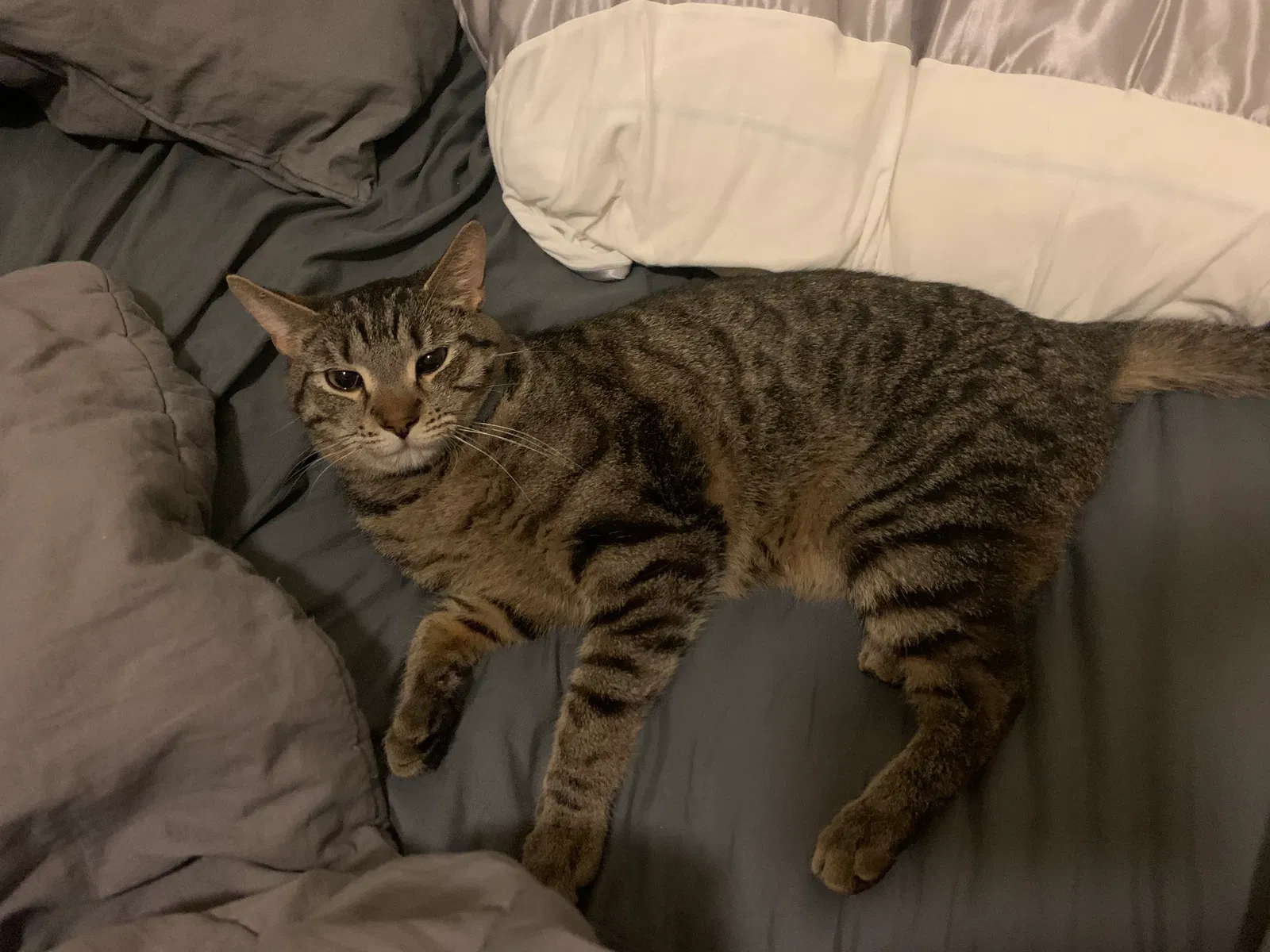 Lost cat in North East, PA, 16428