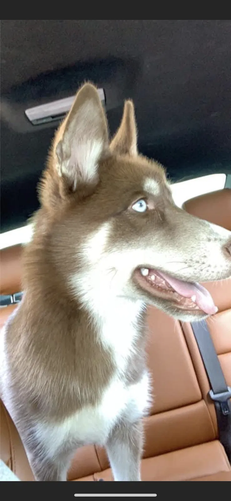Lost dog in Waco, TX, 76706