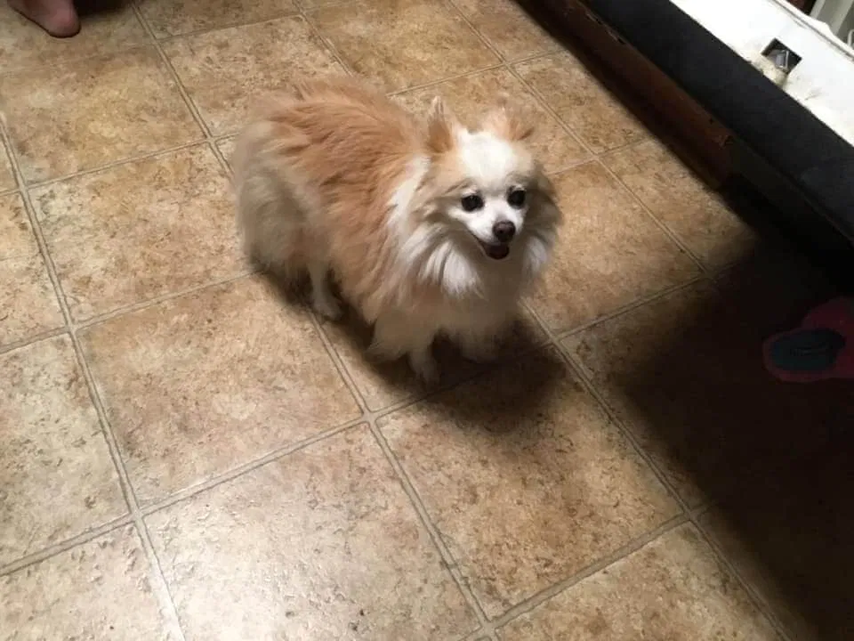 Lost dog in Easley, SC, 29642