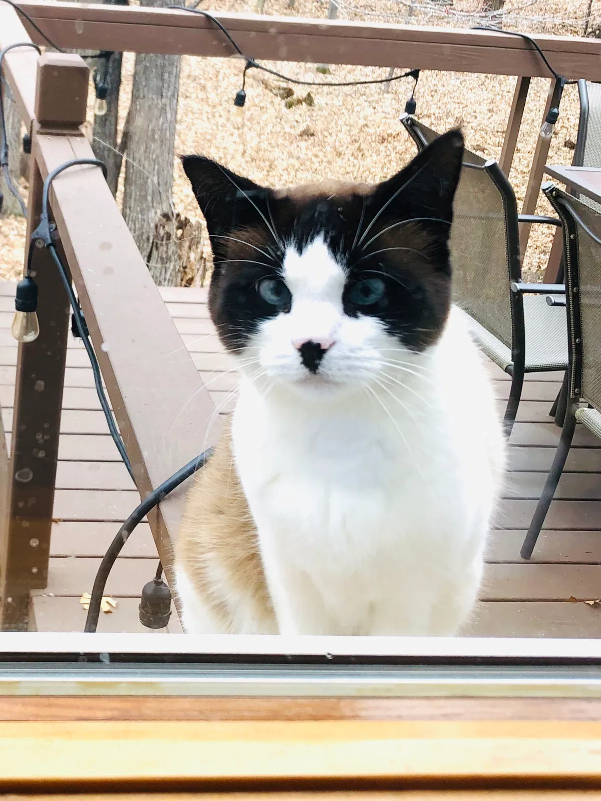 Lost cat in Minneapolis, MN, 55449