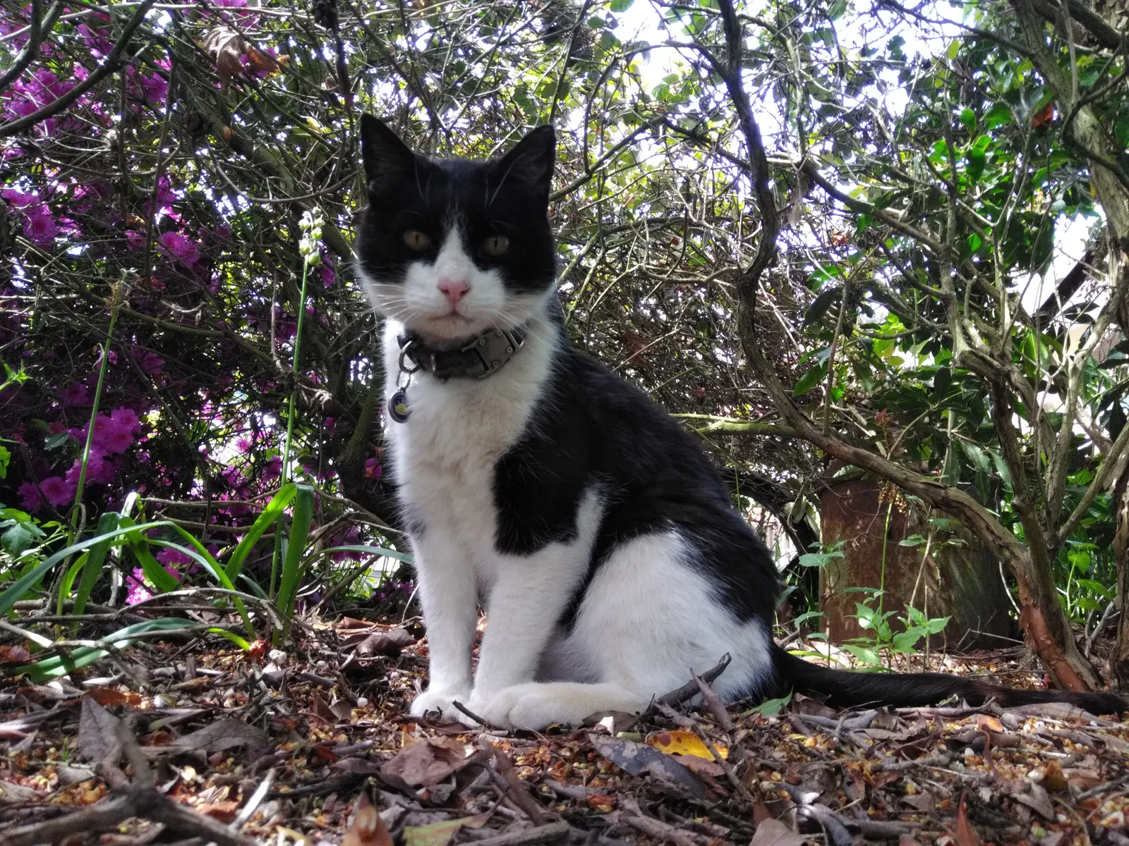 Lost cat in Bow, WA, 98232