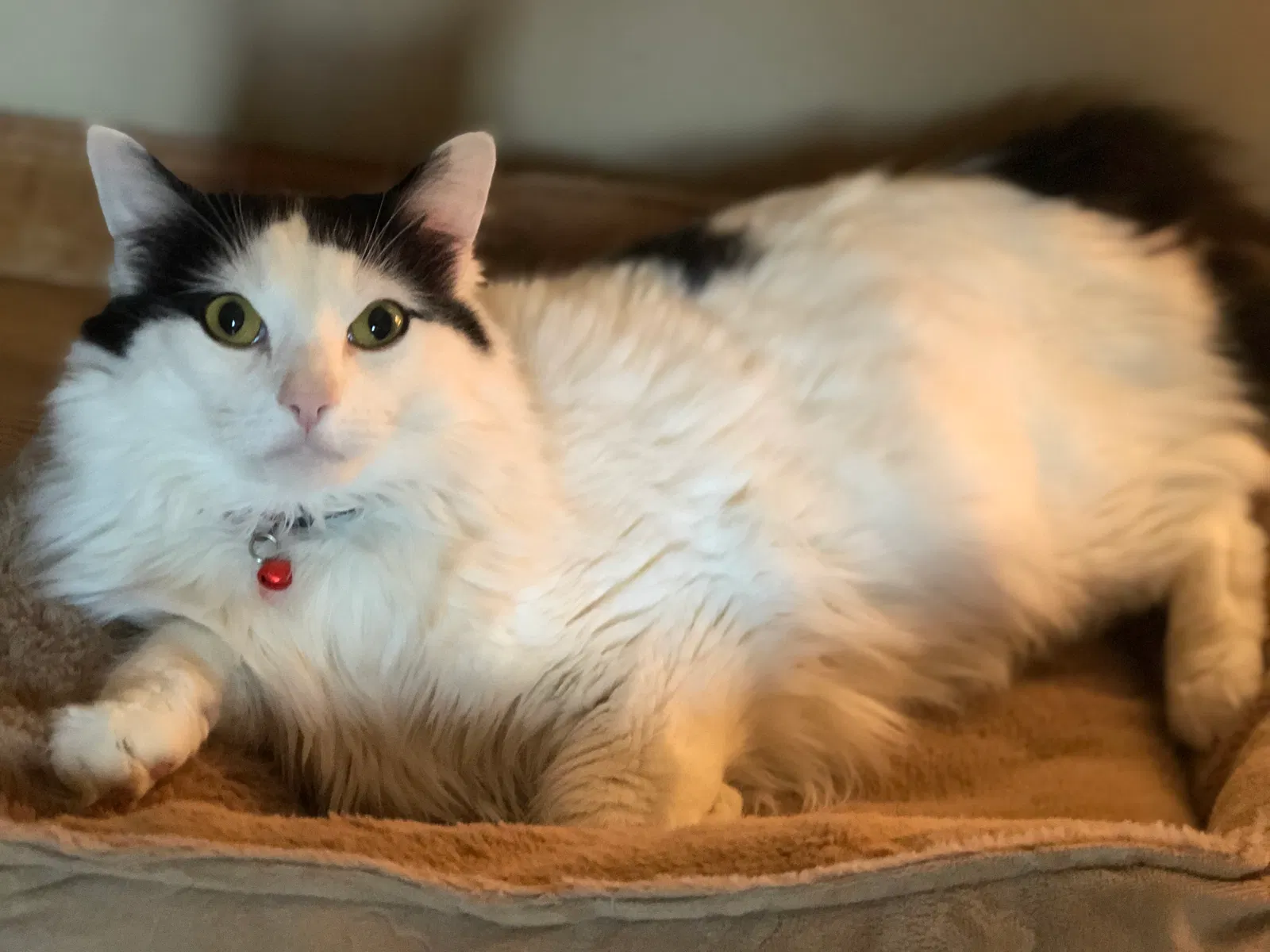 Lost cat in Syracuse, NY, 13206
