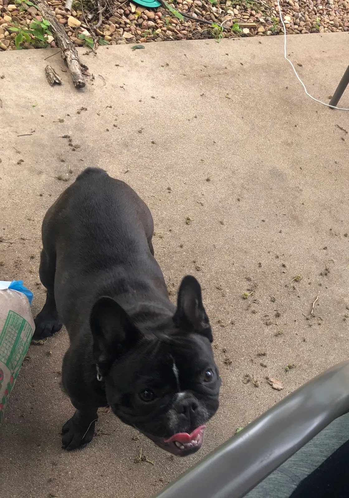 Lost dog in Andover, KS, 67002