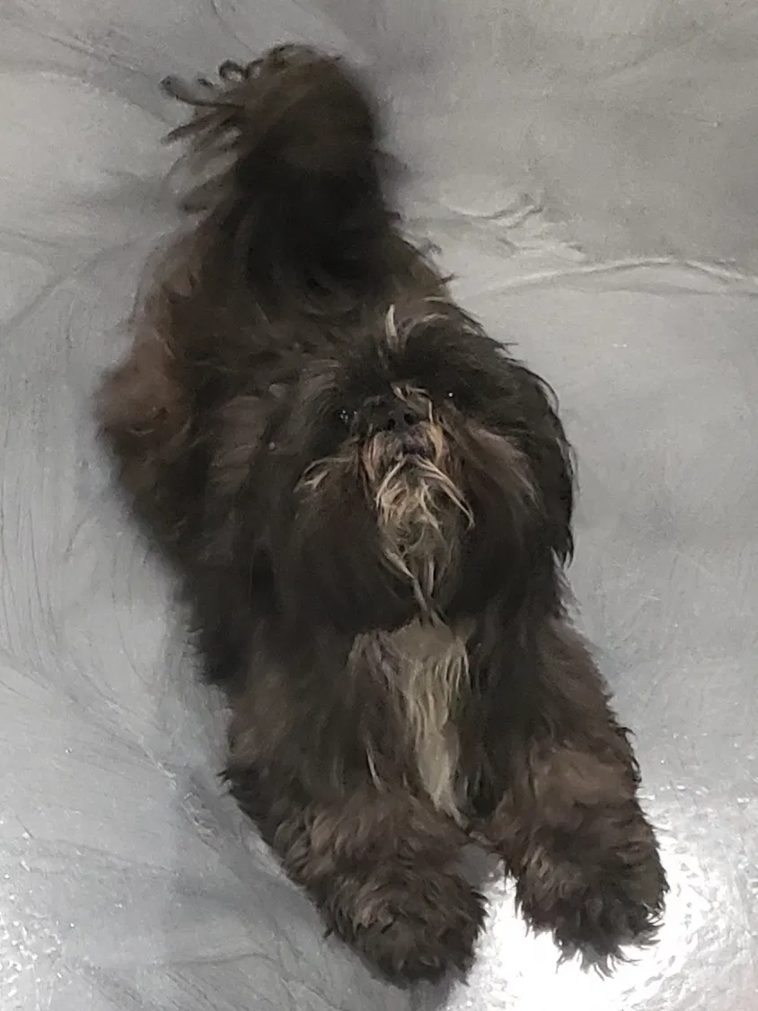 Lost dog in Atlanta, GA, 30315