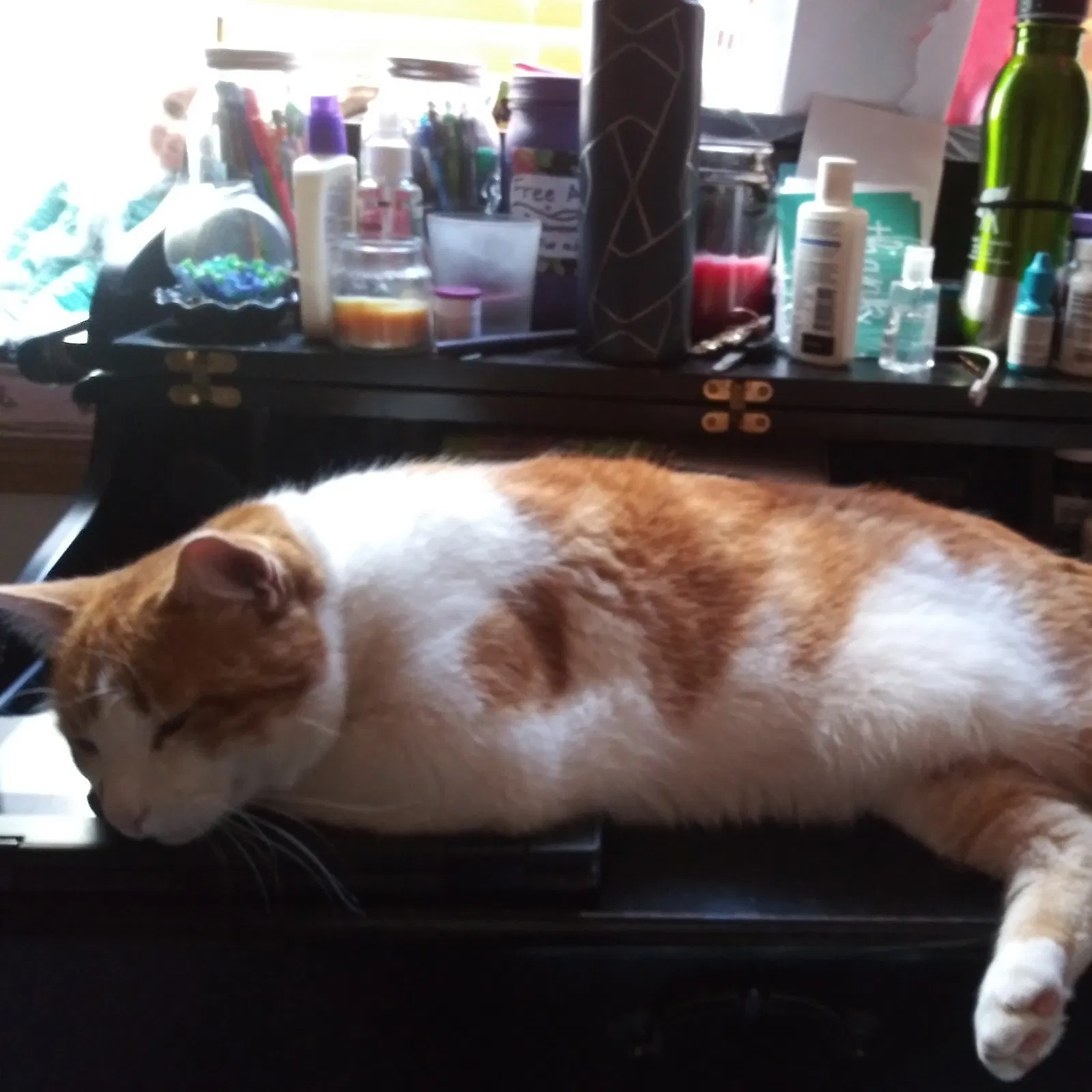 Lost cat in Windsor, CO, 80550