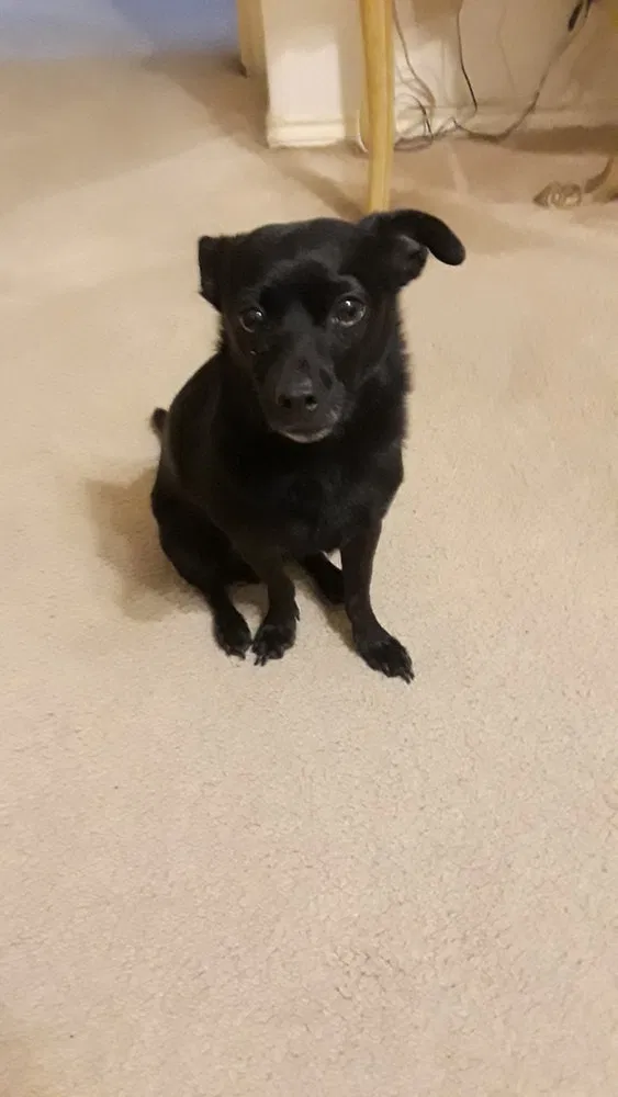 Lost dog in Austin, TX, 78746