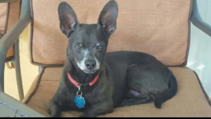 Lost dog in Orlando, FL, 32837