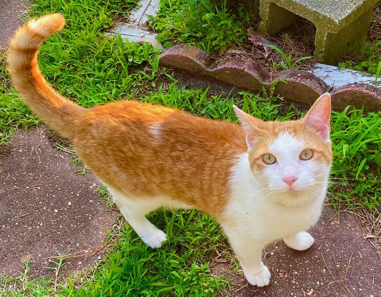 Lost cat in Winterville, NC, 28590