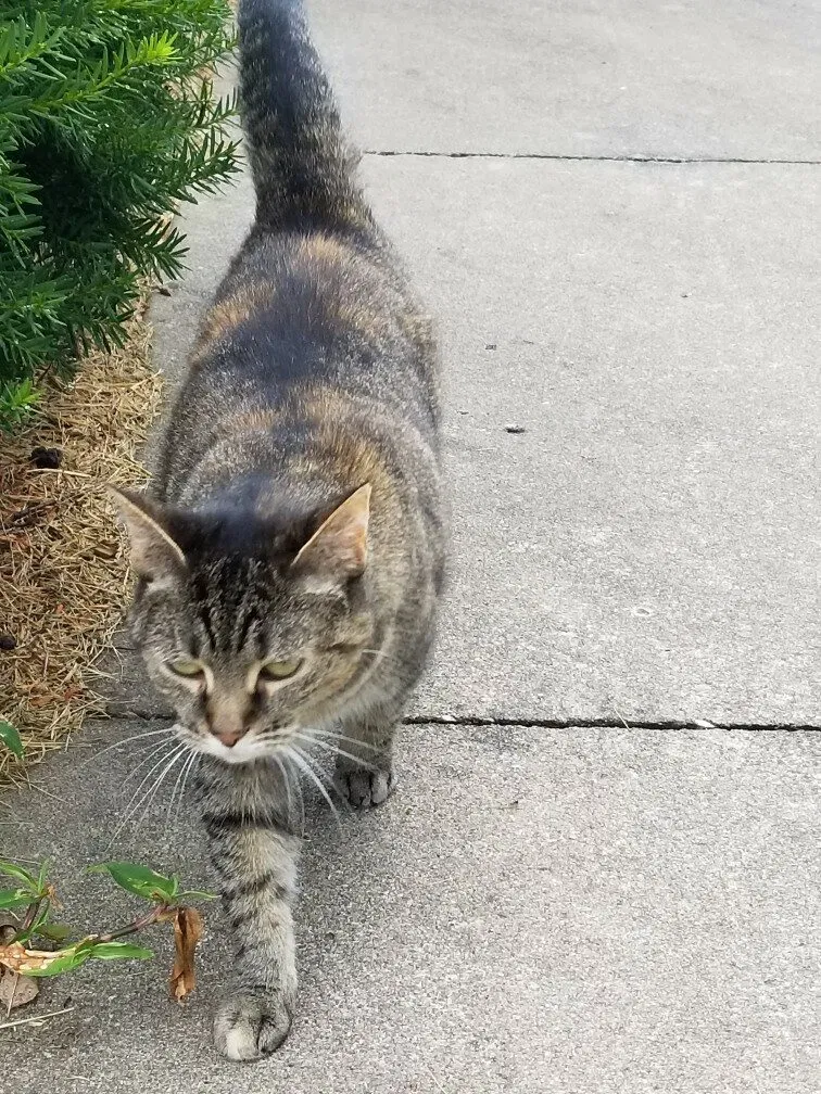 Lost cat in Columbia, MO, 65203