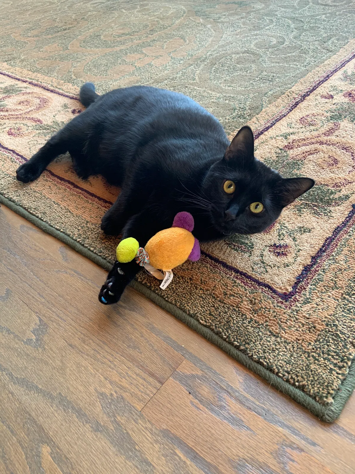 Lost cat in Dawsonville, GA, 30534