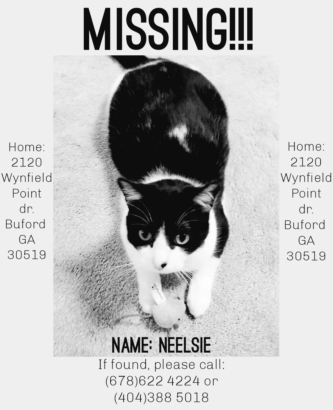 Lost cat in Buford, GA, 30519
