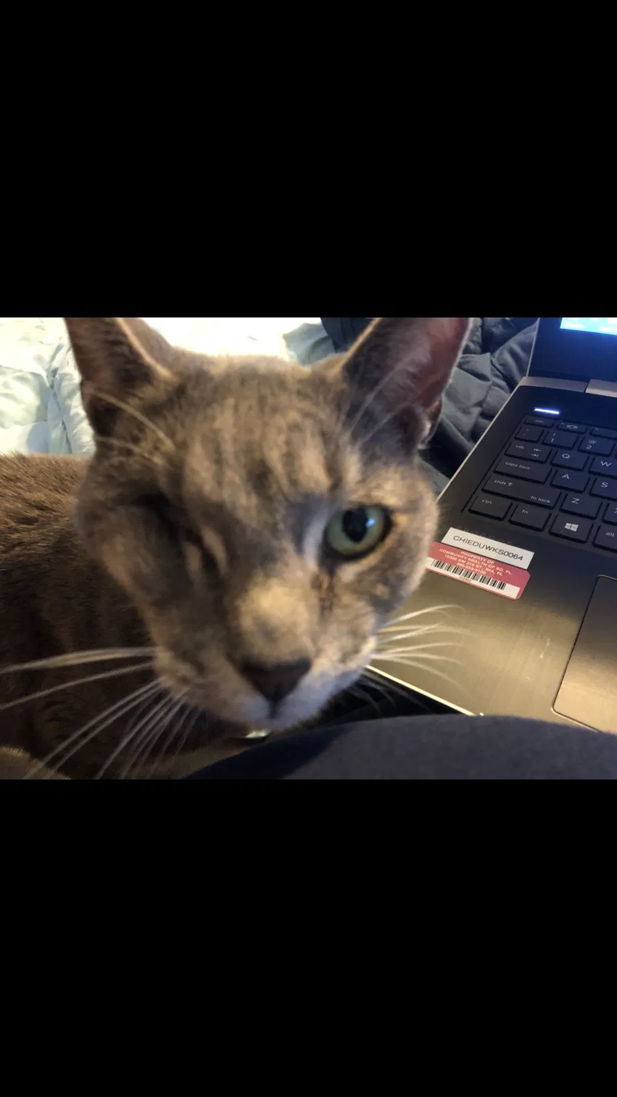 Lost cat in Cape Coral, FL, 33990