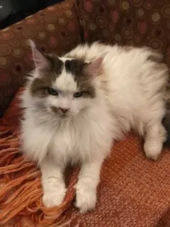 Lost cat in Columbia, MO, 65203