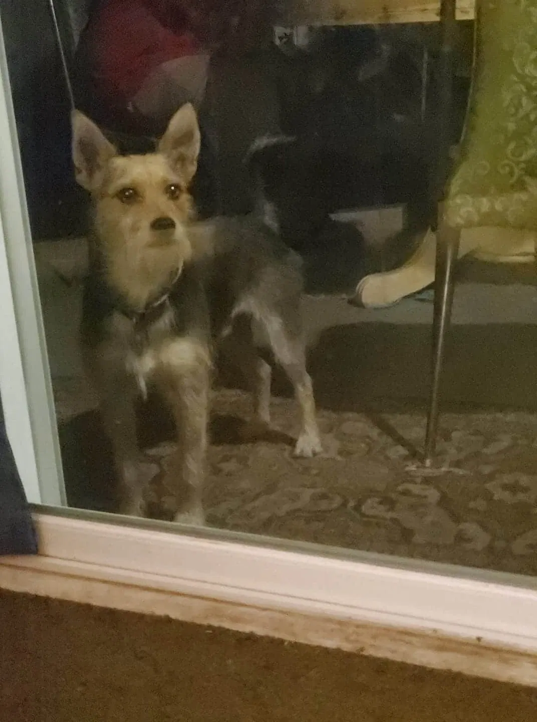 Lost dog in Merced, CA, 95340