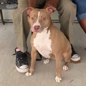 Lost dog in Fort Pierce, FL, 34947