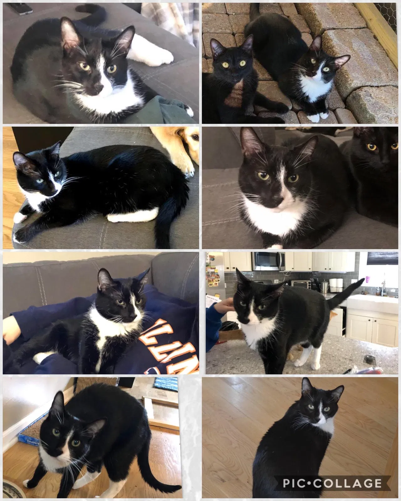 Lost cat in Hoffman Estates, IL, 60192