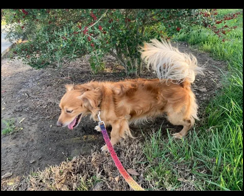 Lost dog in Gainesville, GA, 30501