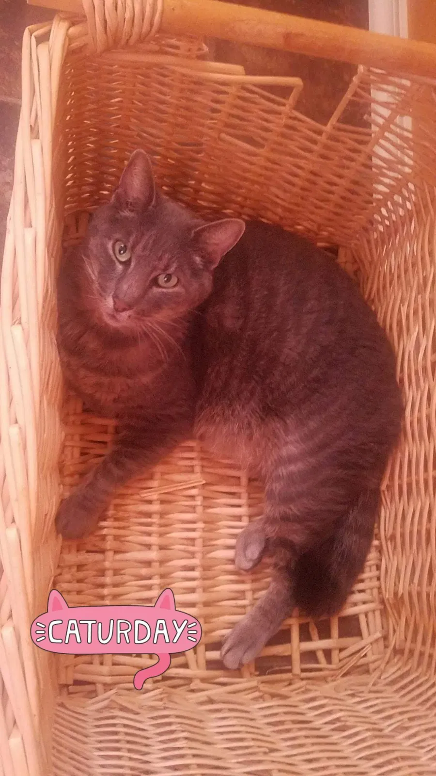 Lost cat in Madison, IN, 47250