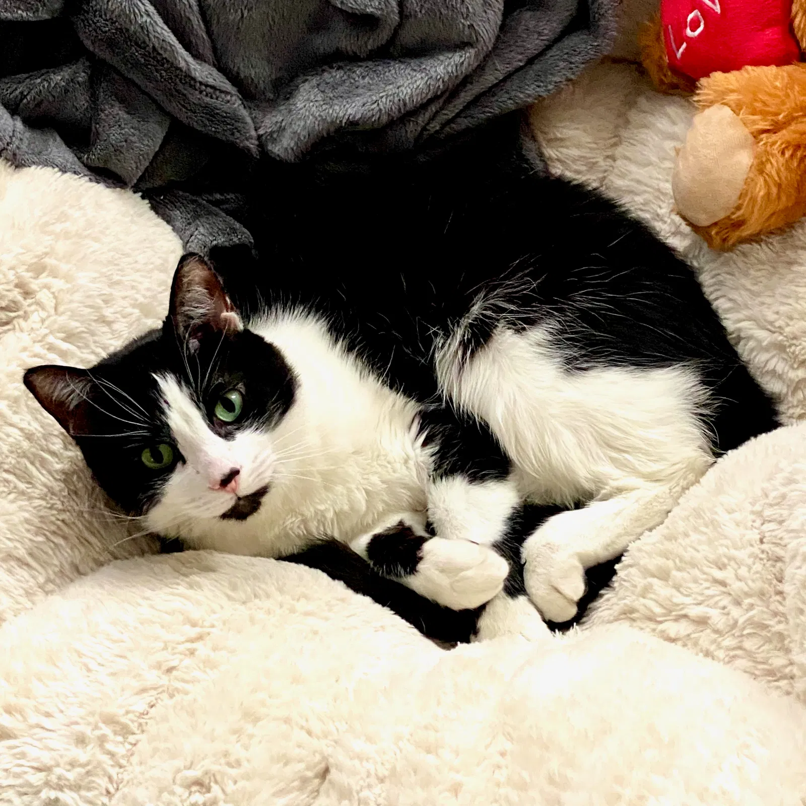 Lost cat in Chicago, IL, 60626