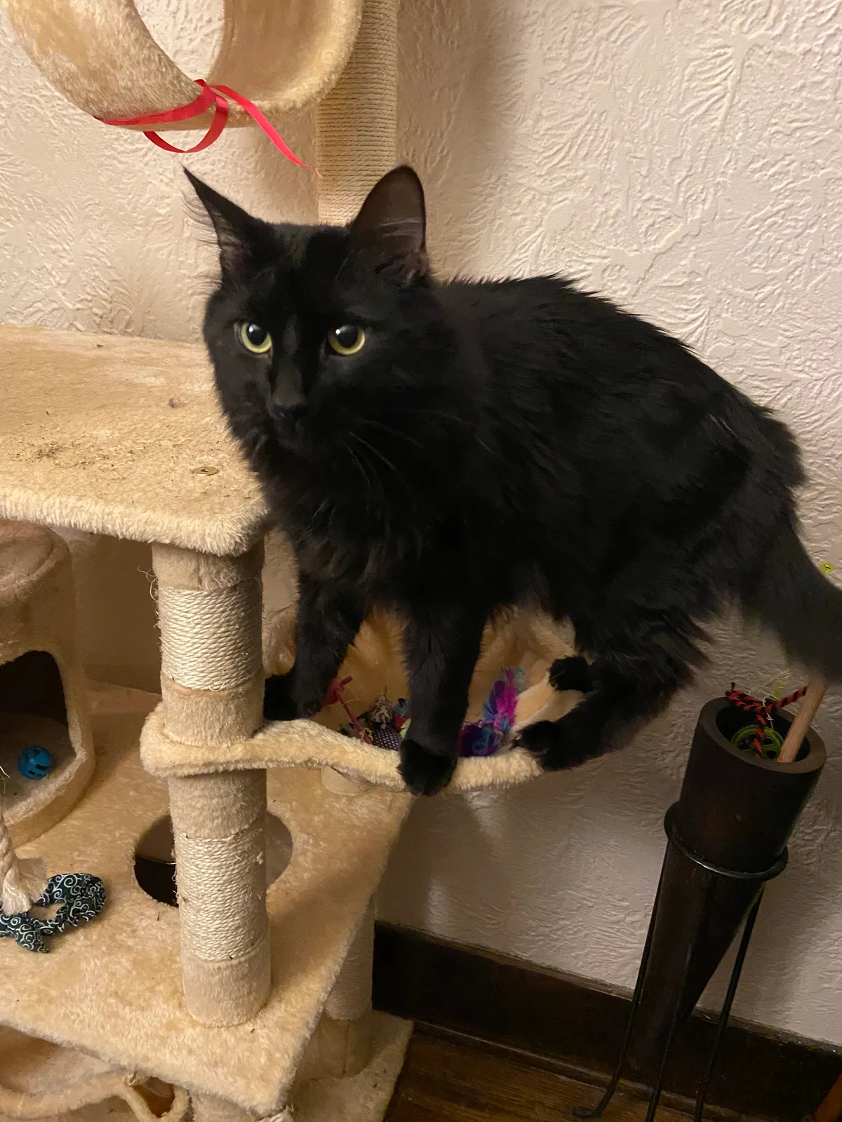 Lost cat in Aurora, IL, 60506