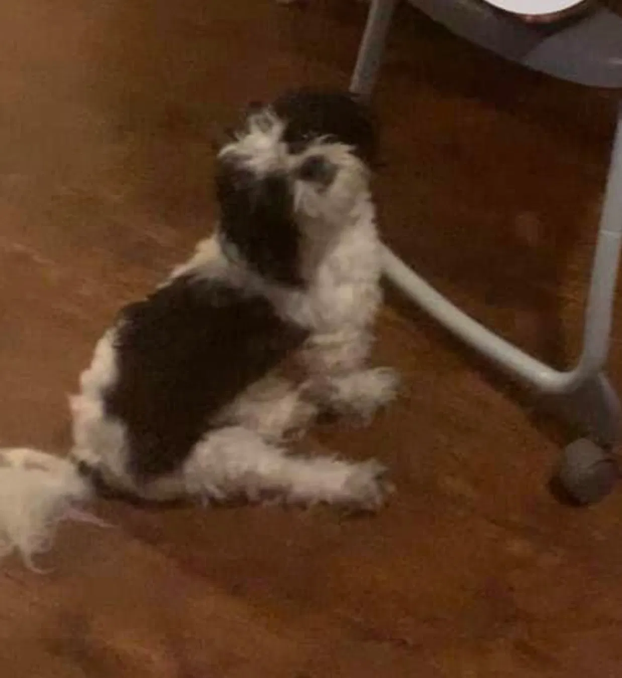 Lost dog in Baltimore, MD, 21213
