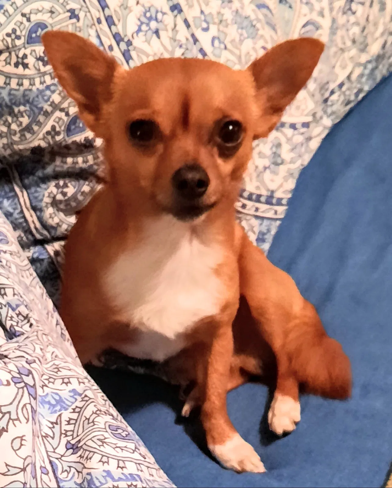 Lost dog in Oklahoma City, OK, 73132