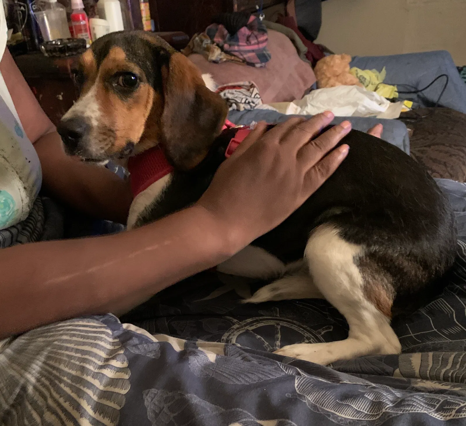 Lost dog in Bronx, NY, 10452