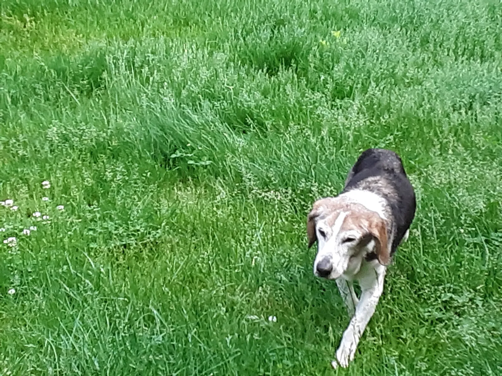 Lost dog in Belleville, MI, 48111
