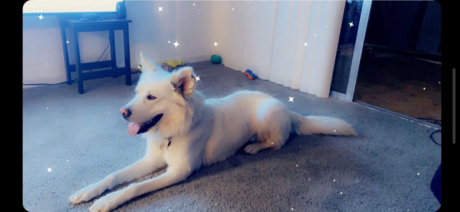 Lost dog in Sparks, NV, 89434