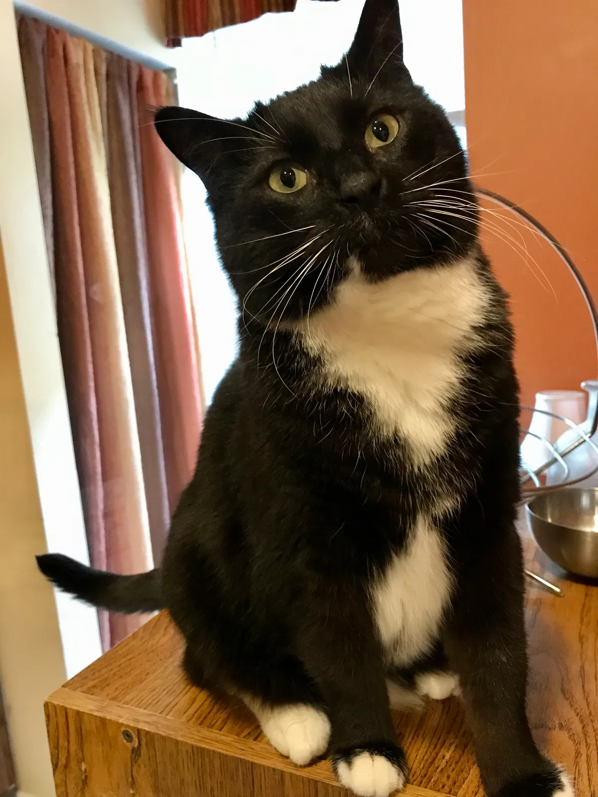 Lost cat in Chicago, IL, 60608