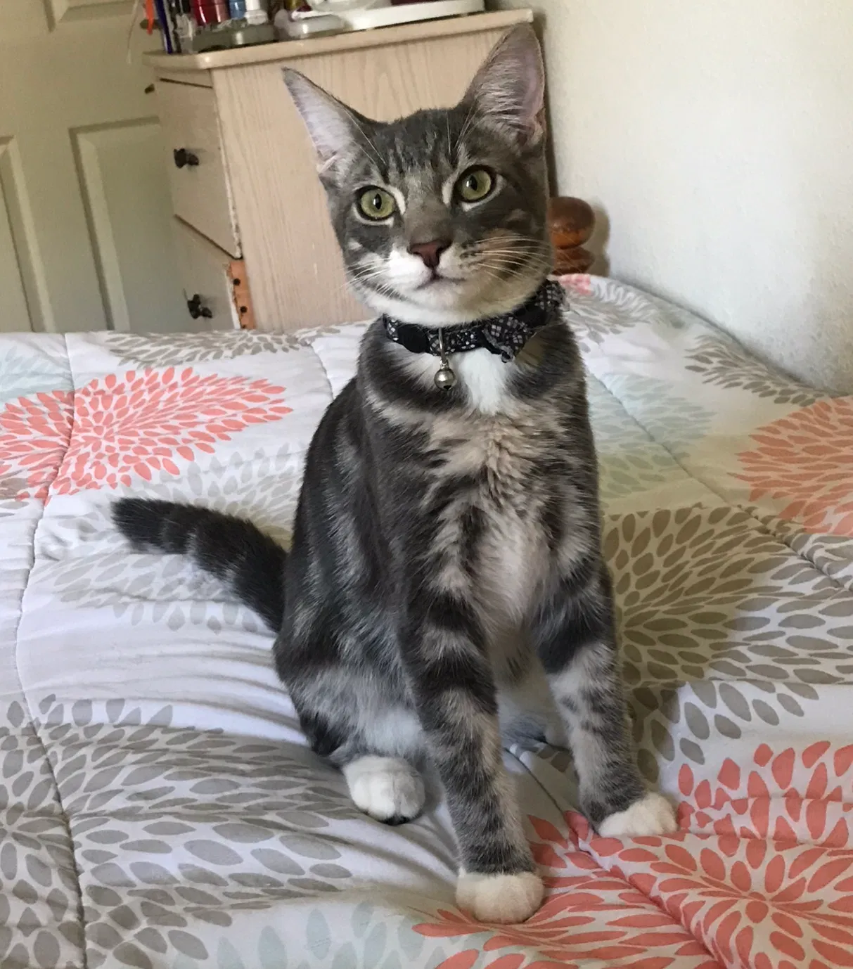 Lost cat in Fresno, CA, 93722