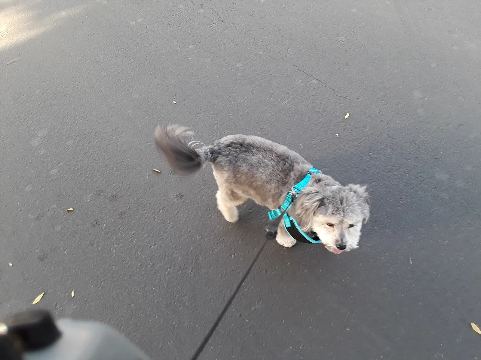 Lost dog in Roland, OK, 74954