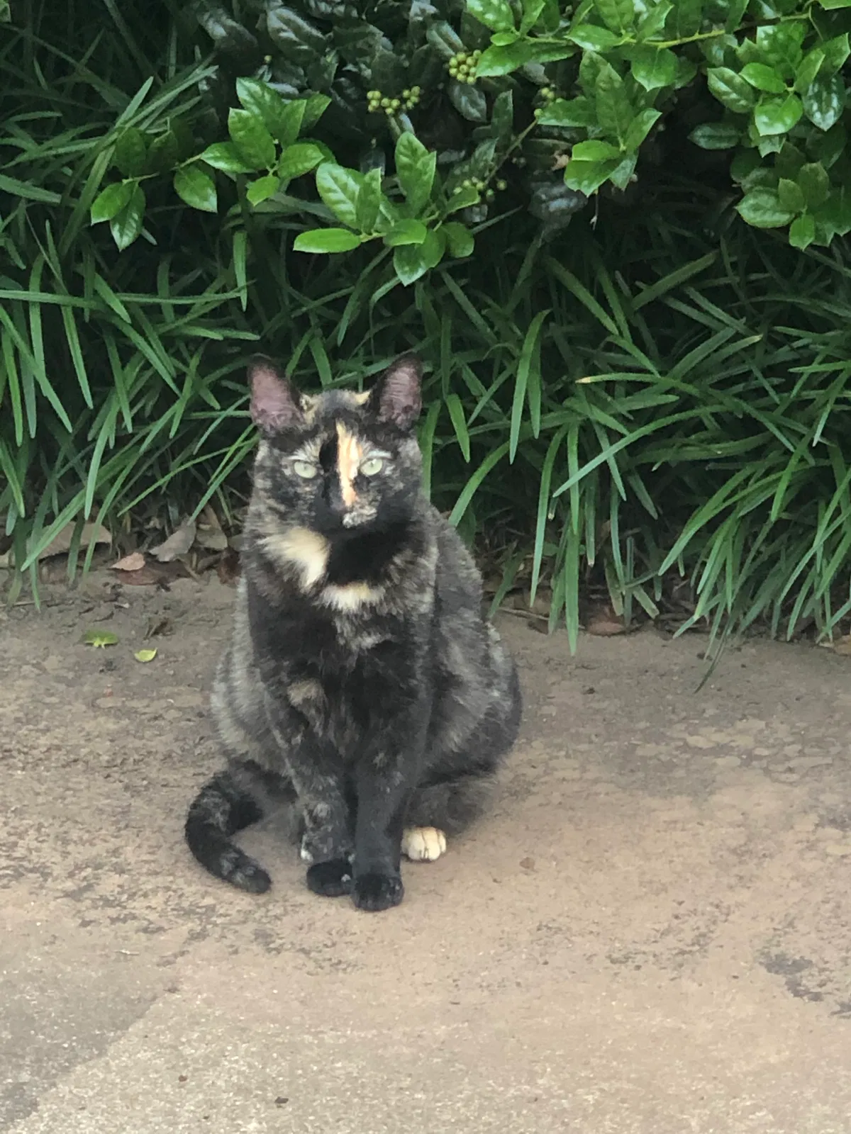 Lost cat in Greensboro, NC, 27410