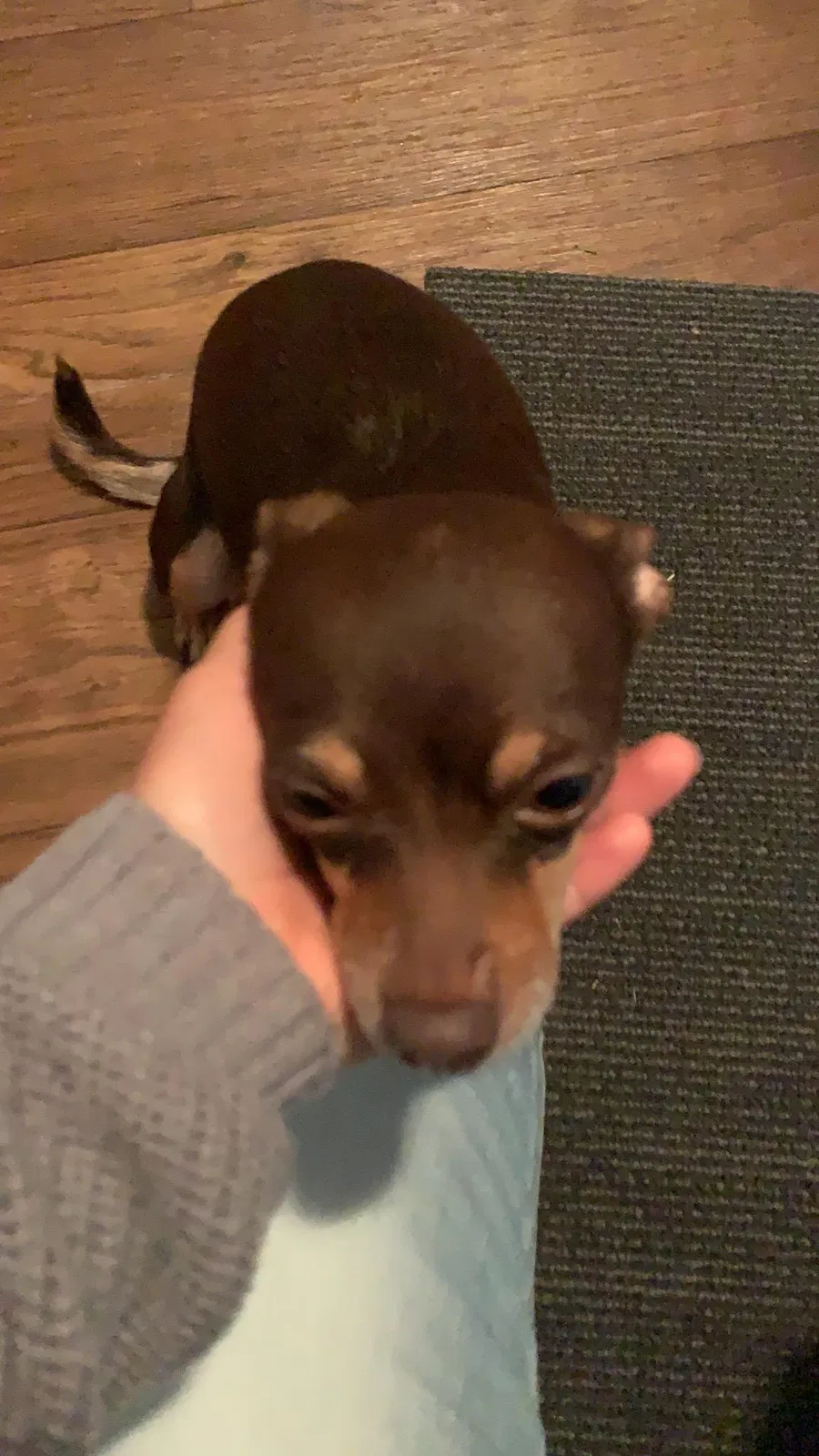 Lost dog in Burnsville, MN, 55337