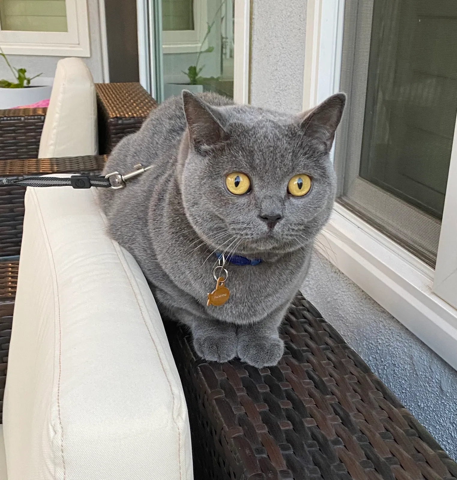 Lost cat in Yorba Linda, CA, 92887