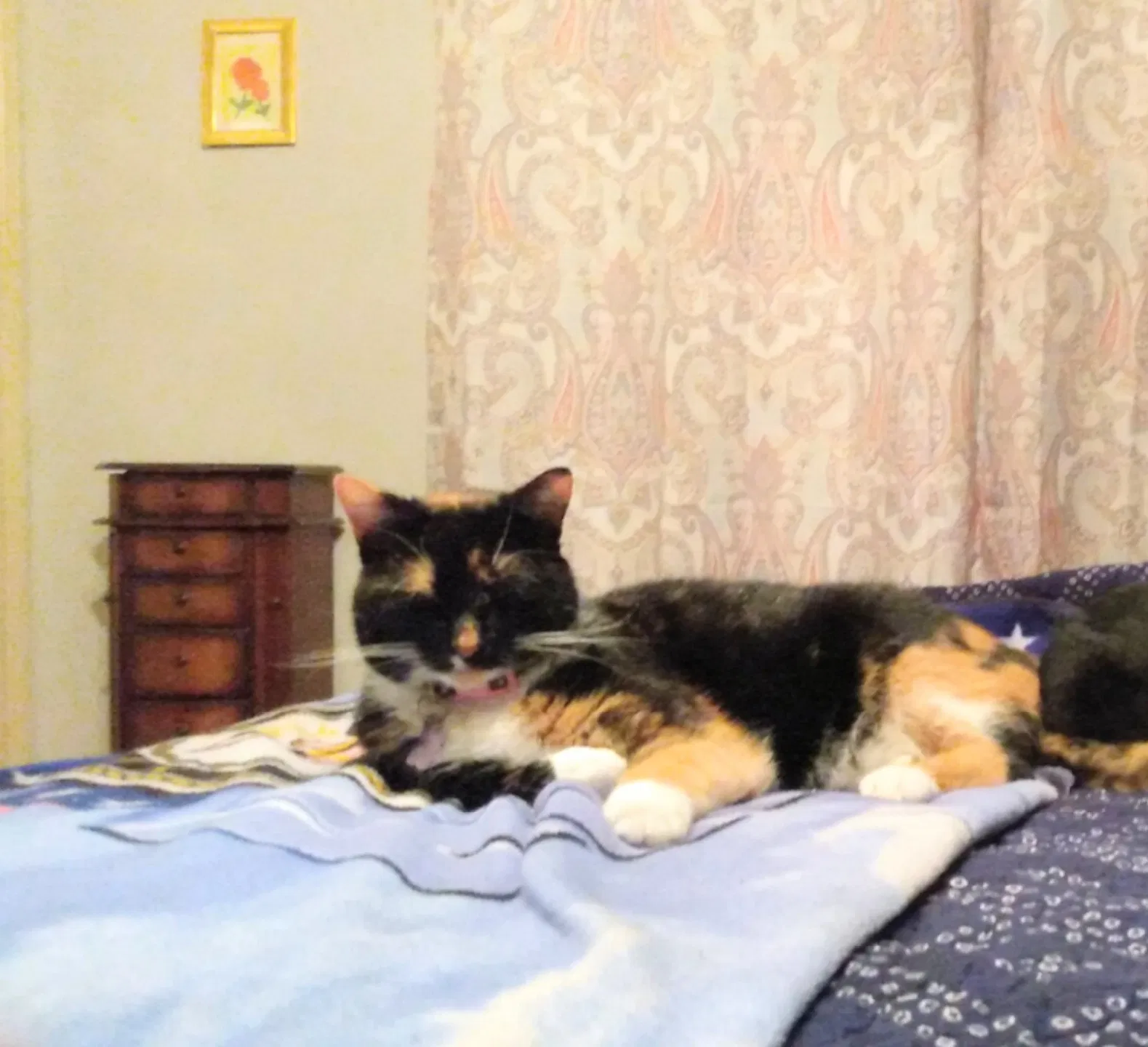 Lost cat in Slidell, LA, 70461