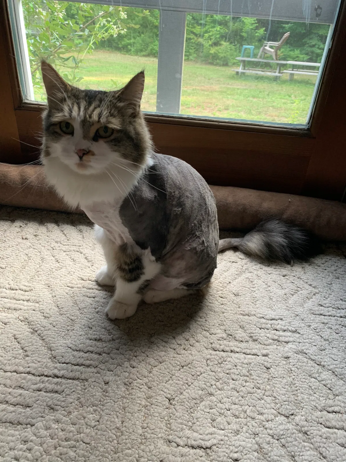 Lost cat in Sterling, MA, 1564