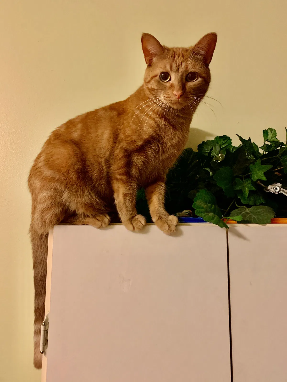 Lost cat in Aurora, IL, 60568
