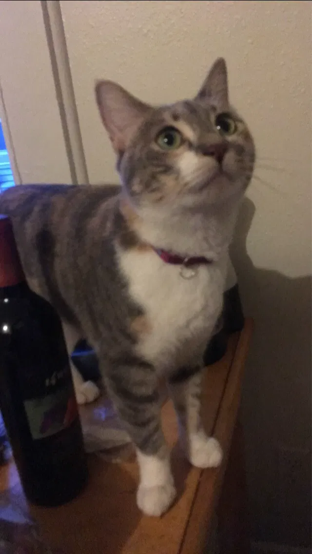 Lost cat in New Orleans, LA, 70117
