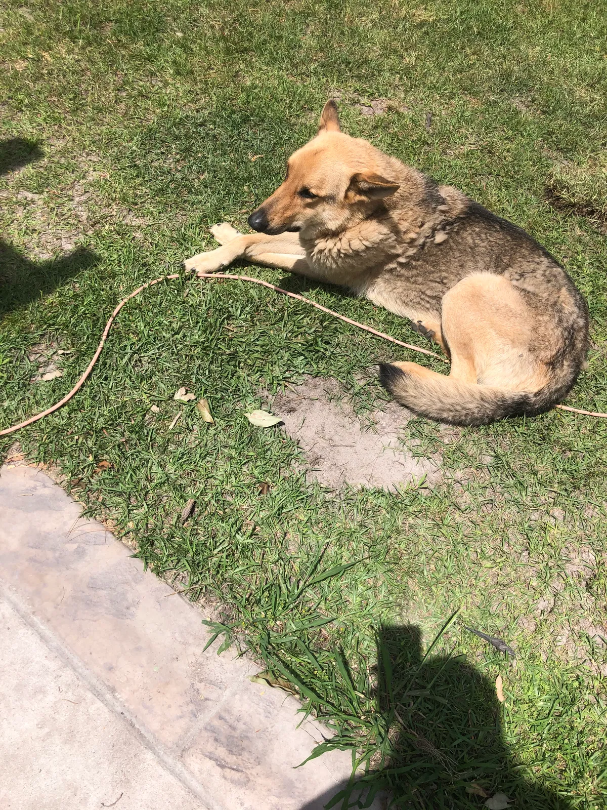 Lost dog in Summerville, SC, 29483