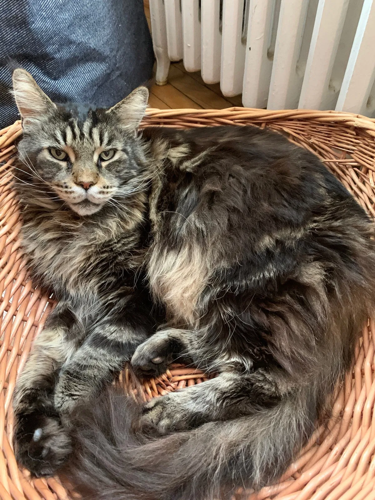 Lost cat in Bethesda, MD, 20816