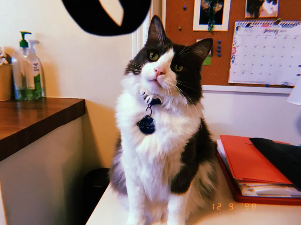 Lost cat in Los Fresnos, TX, 78566