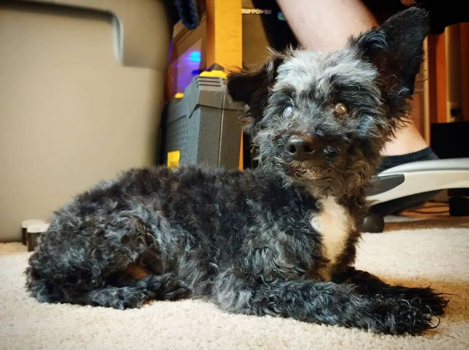 Lost dog in Alexandria, VA, 22304